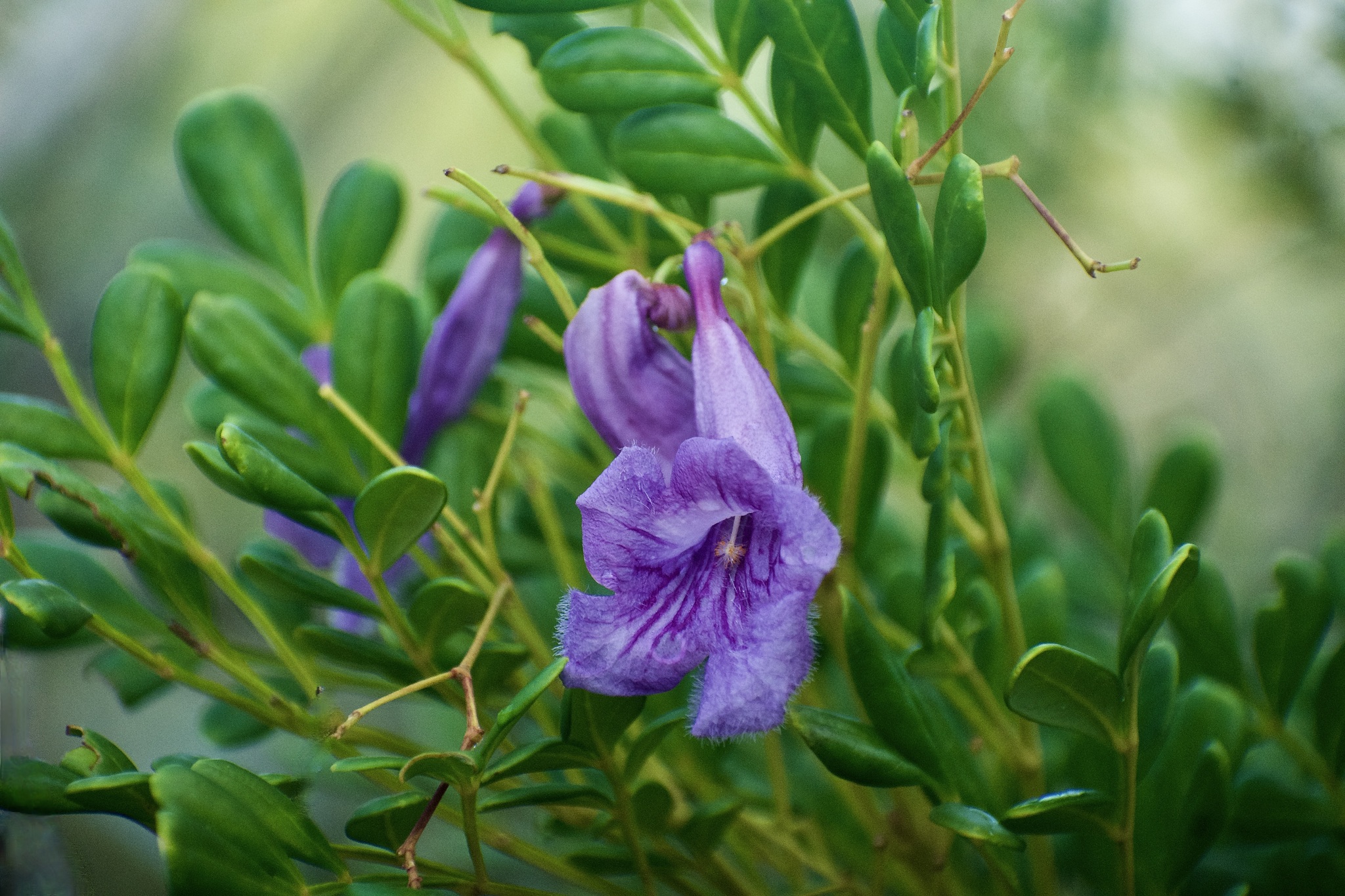 Jacaranda