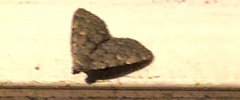 Idia diminuendis