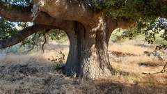 Quercus agrifolia oxyadenia