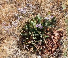 Limonium ramosissimum