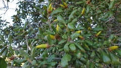 Quercus agrifolia oxyadenia