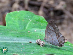 Archeuptychia cluena
