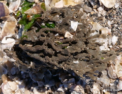 Clathria prolifera