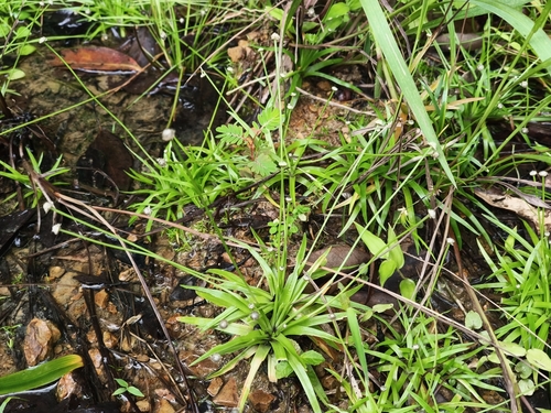 Eriocaulon truncatum iNat (1)
