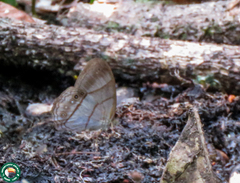 Archeuptychia cluena