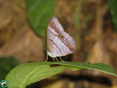 Archeuptychia cluena