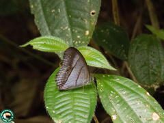 Archeuptychia cluena