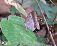 Archeuptychia cluena