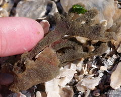 Clathria prolifera
