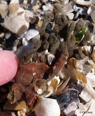 Clathria prolifera