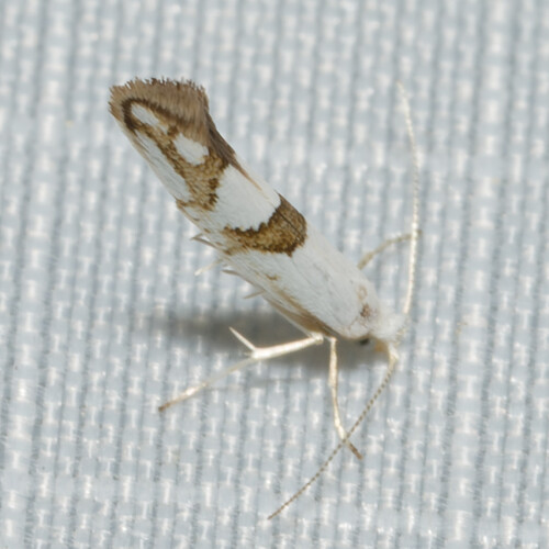 Cherry Shoot Borer Moth photo 4
