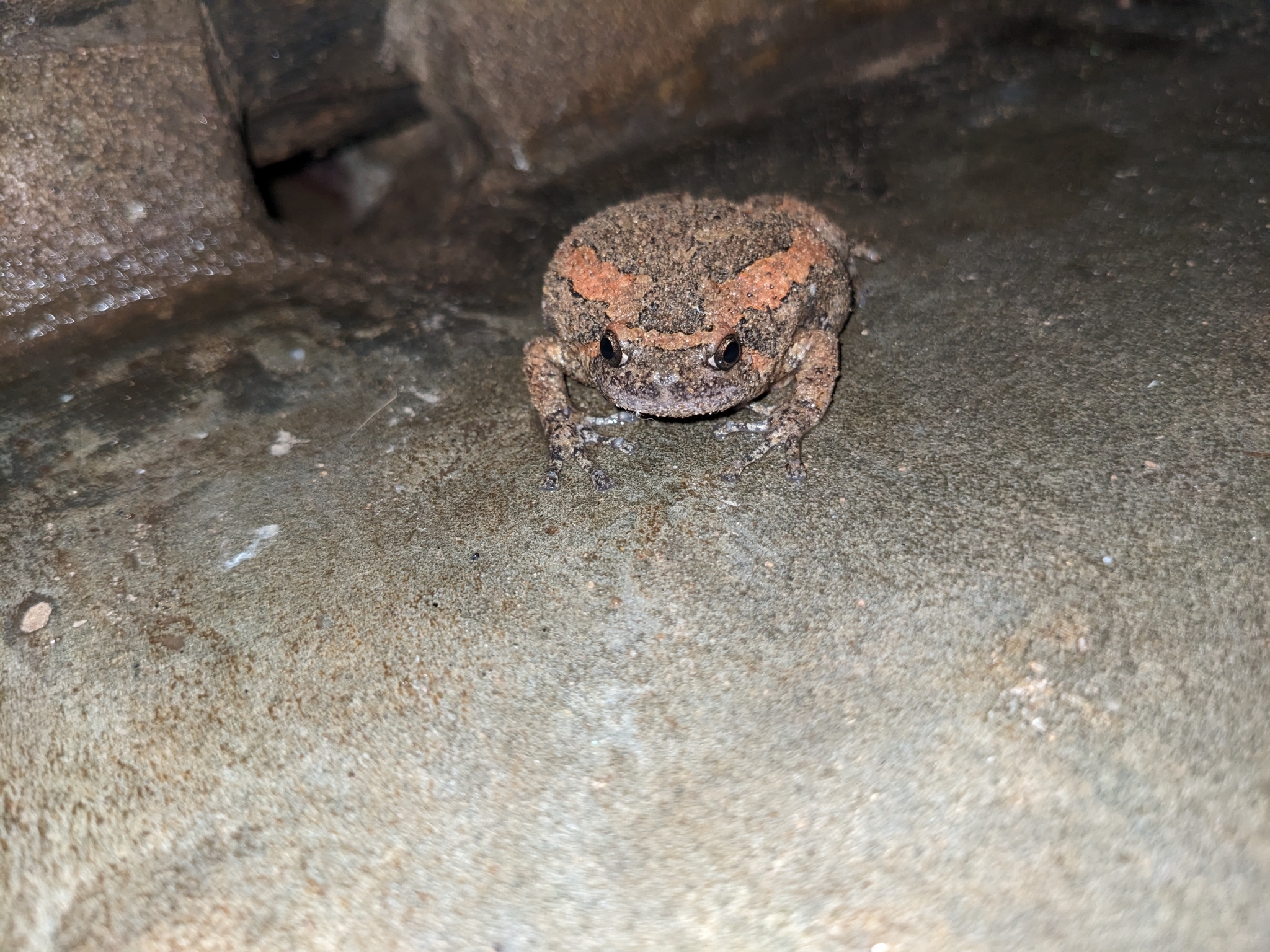 Painted Balloon Frog