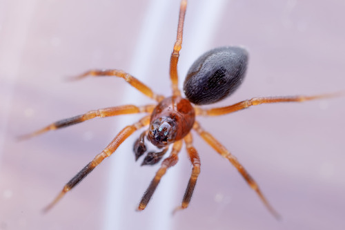 Walckenaeria atrotibialis