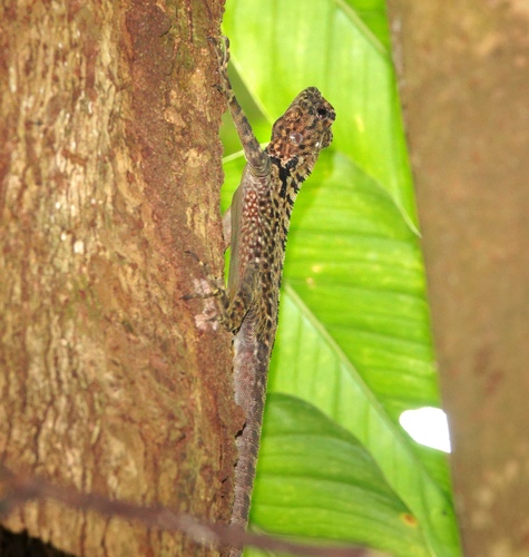 Ray’s Treerunner, Plica rayi