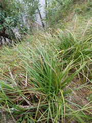 Carex ventosa