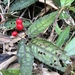 Ardisia violacea - Photo (c) JODY HSIEH, alguns direitos reservados (CC BY-NC), uploaded by JODY HSIEH