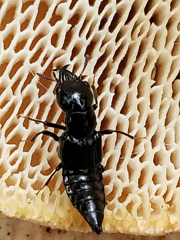 Oxyporus stygicus