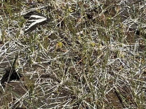 iNaturalist observation photo of Pale Swallowtail