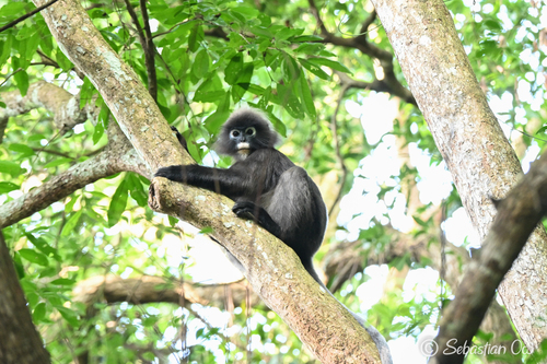 Dusky Leaf Monkey