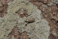 Philobota thiocrossa