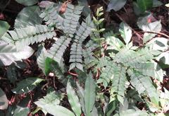 Archidendron clypearia