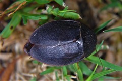Homoeogamia mexicana