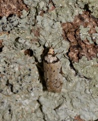 Philobota thiocrossa