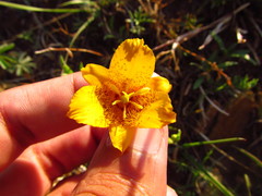 Calochortus barbatus