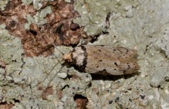 Philobota thiocrossa