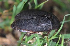 Homoeogamia mexicana