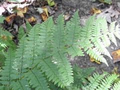 Dryopteris intermedia