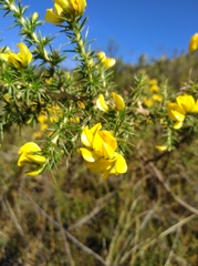 Aspalathus astroites