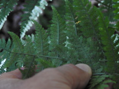 Dryopteris intermedia