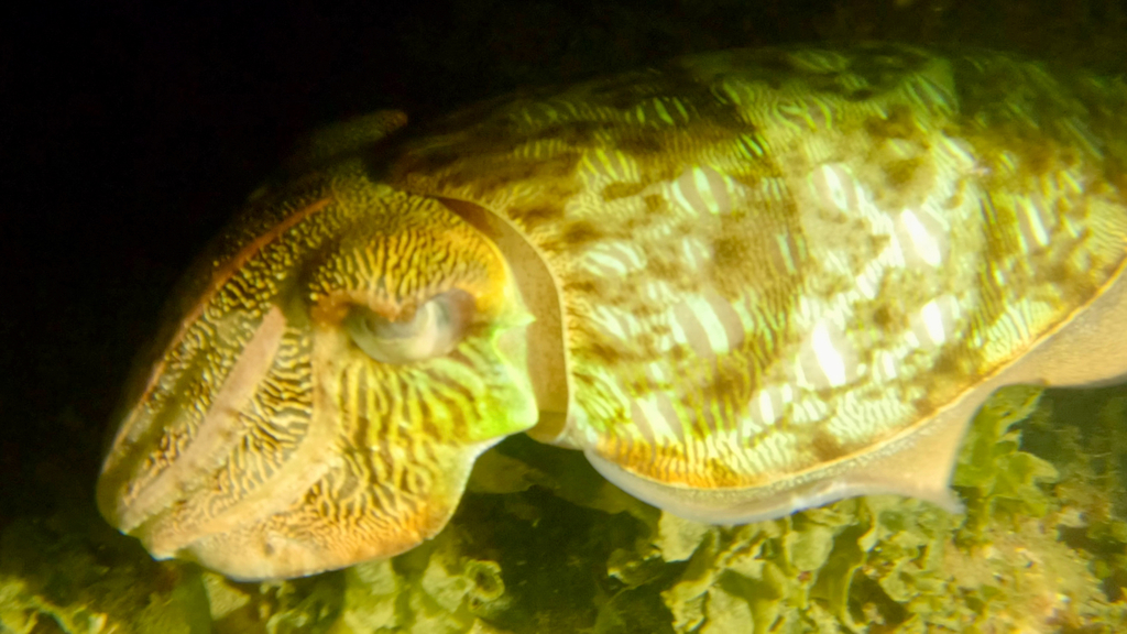 Kisslip Cuttlefish