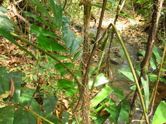 Aiphanes simplex