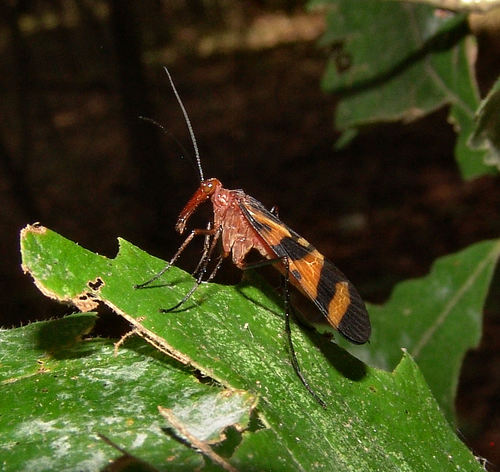Nuptial Scorpionfly photo 3