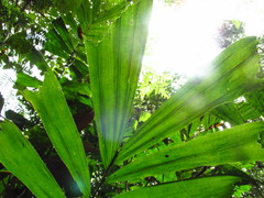 Aiphanes simplex