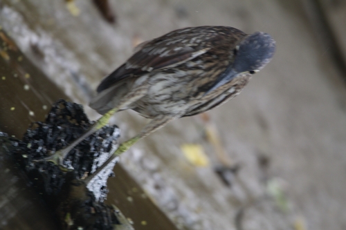 Nankeen Night Heron