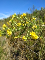 Aspalathus astroites