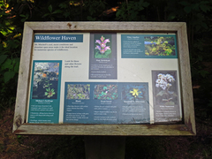 Hypericum graveolens