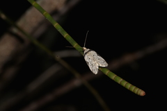 Philobota thiocrossa