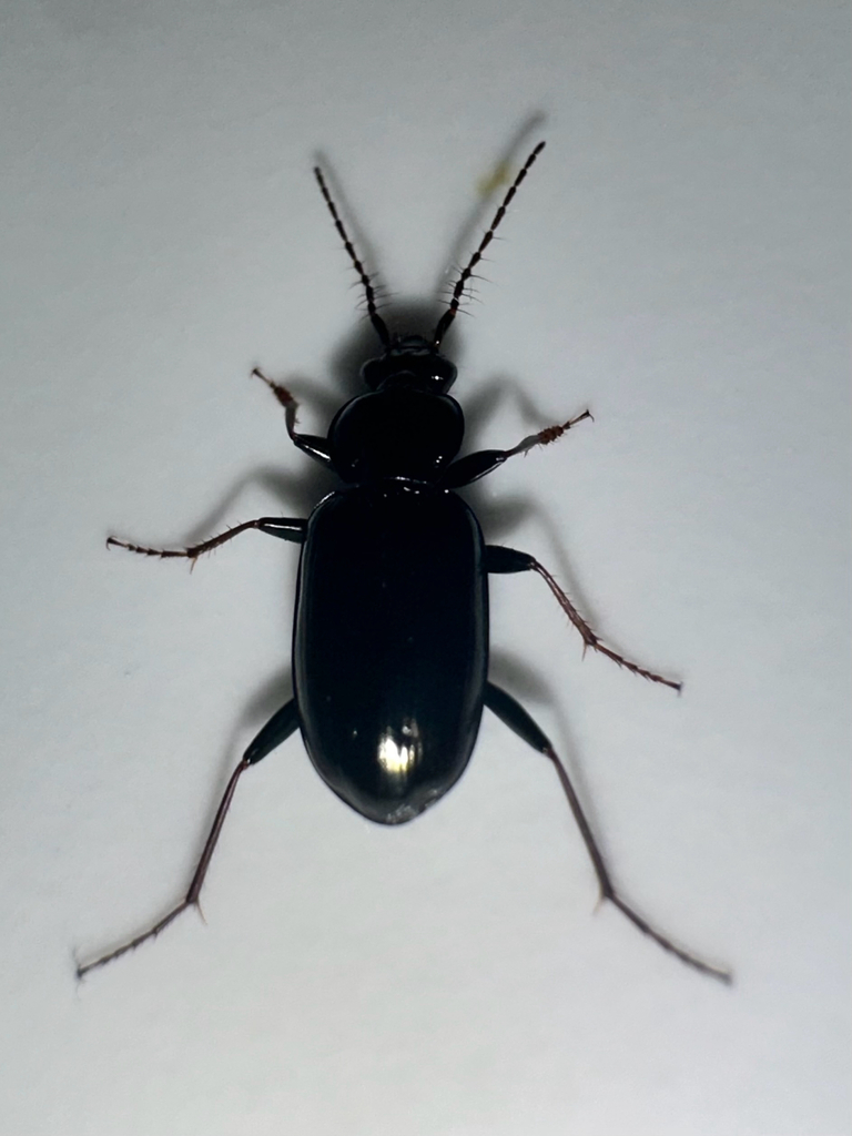 Hairy-horned Springtail-hunter