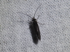Annulipalpia