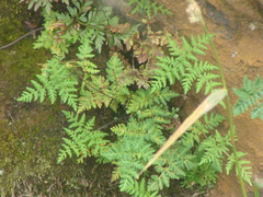 Cheilanthes leucopoda