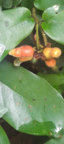 Monanthotaxis trichocarpa