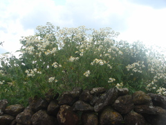Montanoa leucantha