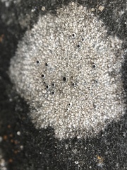 Lecanora gangaleoides