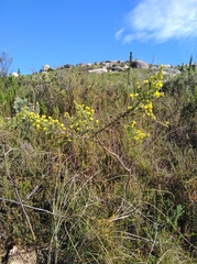 Aspalathus astroites