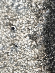 Lecanora gangaleoides