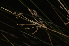 Juncus kraussii